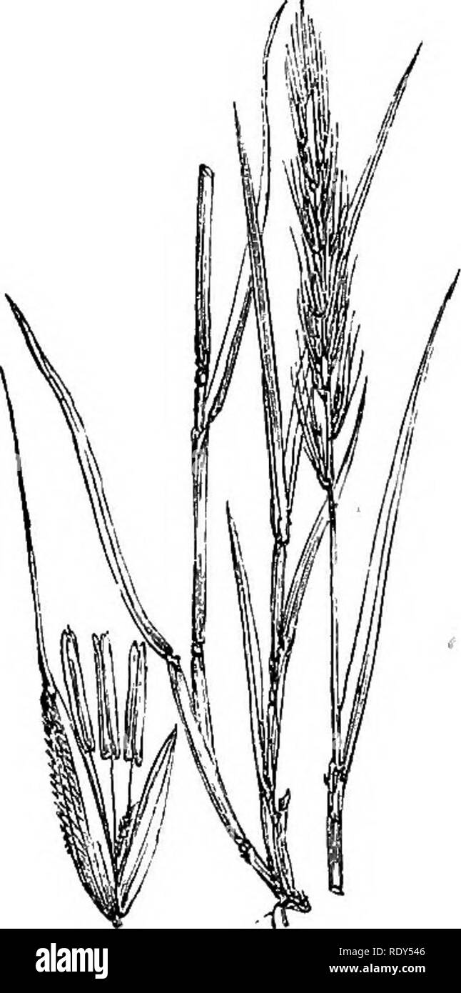. Illustrations of the British flora: a series of wood engravings, with dissections, of British plants. Botany; Botany. 1200. Elymus sirenarius. 1201. Hoi'deum sylvaticum.. Please note that these images are extracted from scanned page images that may have been digitally enhanced for readability - coloration and appearance of these illustrations may not perfectly resemble the original work.. Fitch, W. H. (Walter Hood), 1817-1892; Smith, Worthington George, 1835-1917; Bentham, George, 1800-1884. Handbook of the British flora. London, L. Reeve &amp; Co. Stock Photo