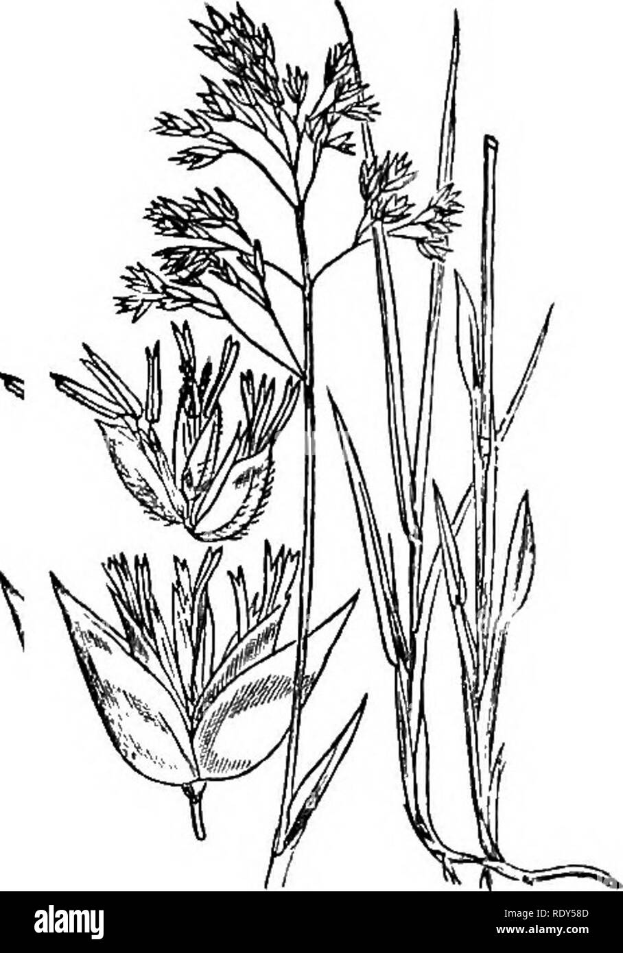 . Illustrations of the British flora: a series of wood engravings, with dissections, of British plants. Botany; Botany. 1157. Panicum virida. 1156. Panicum glaueum.. Please note that these images are extracted from scanned page images that may have been digitally enhanced for readability - coloration and appearance of these illustrations may not perfectly resemble the original work.. Fitch, W. H. (Walter Hood), 1817-1892; Smith, Worthington George, 1835-1917; Bentham, George, 1800-1884. Handbook of the British flora. London, L. Reeve &amp; Co. Stock Photo