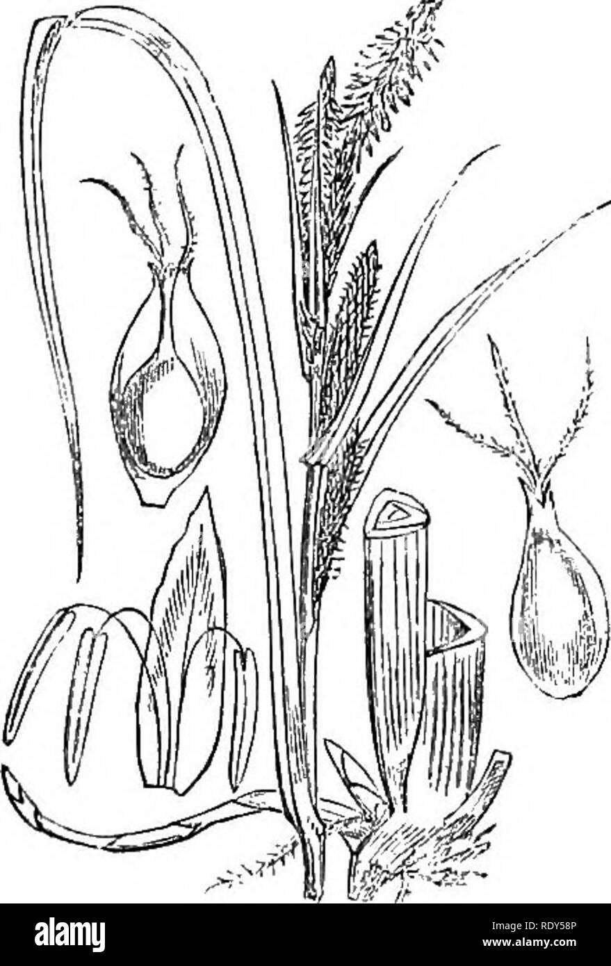 . Illustrations of the British flora: a series of wood engravings, with dissections, of British plants. Botany; Botany. 1149. Carex vesicaria. 1148. Carex ampuUacea.. Please note that these images are extracted from scanned page images that may have been digitally enhanced for readability - coloration and appearance of these illustrations may not perfectly resemble the original work.. Fitch, W. H. (Walter Hood), 1817-1892; Smith, Worthington George, 1835-1917; Bentham, George, 1800-1884. Handbook of the British flora. London, L. Reeve &amp; Co. Stock Photo