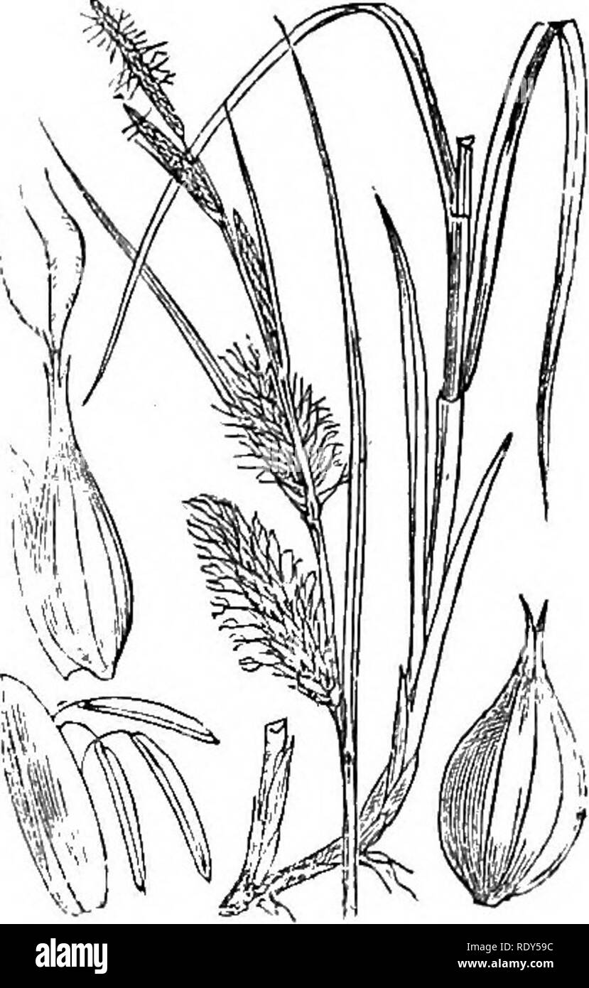 . Illustrations of the British flora: a series of wood engravings, with dissections, of British plants. Botany; Botany. 1149. Carex vesicaria. 1148. Carex ampuUacea.. Please note that these images are extracted from scanned page images that may have been digitally enhanced for readability - coloration and appearance of these illustrations may not perfectly resemble the original work.. Fitch, W. H. (Walter Hood), 1817-1892; Smith, Worthington George, 1835-1917; Bentham, George, 1800-1884. Handbook of the British flora. London, L. Reeve &amp; Co. Stock Photo