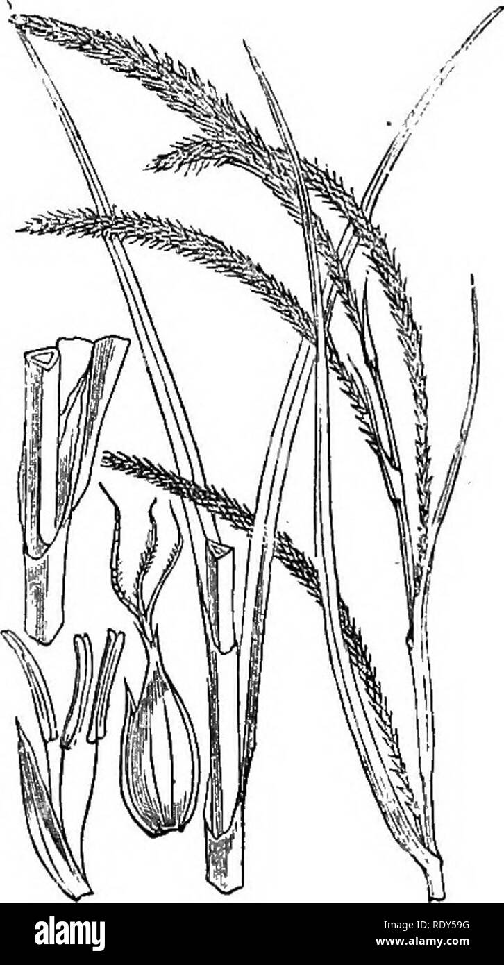 . Illustrations of the British flora: a series of wood engravings, with dissections, of British plants. Botany; Botany. 1140, Carex Pseuclocyperus. 1147. Carex pendula.. Please note that these images are extracted from scanned page images that may have been digitally enhanced for readability - coloration and appearance of these illustrations may not perfectly resemble the original work.. Fitch, W. H. (Walter Hood), 1817-1892; Smith, Worthington George, 1835-1917; Bentham, George, 1800-1884. Handbook of the British flora. London, L. Reeve &amp; Co. Stock Photo