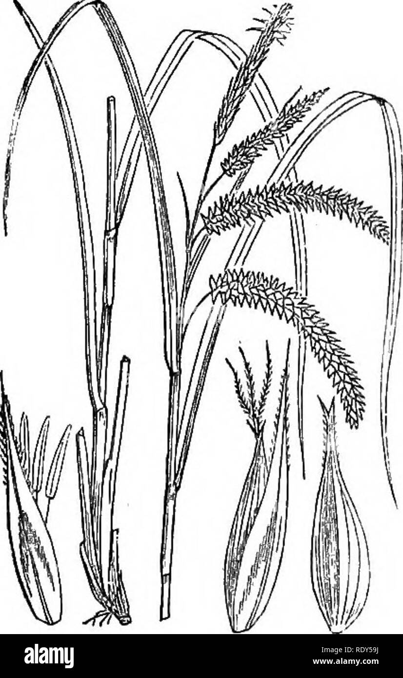 . Illustrations of the British flora: a series of wood engravings, with dissections, of British plants. Botany; Botany. 1144. Carex sylvatiea. 1145. Carex strigosa.. Please note that these images are extracted from scanned page images that may have been digitally enhanced for readability - coloration and appearance of these illustrations may not perfectly resemble the original work.. Fitch, W. H. (Walter Hood), 1817-1892; Smith, Worthington George, 1835-1917; Bentham, George, 1800-1884. Handbook of the British flora. London, L. Reeve &amp; Co. Stock Photo