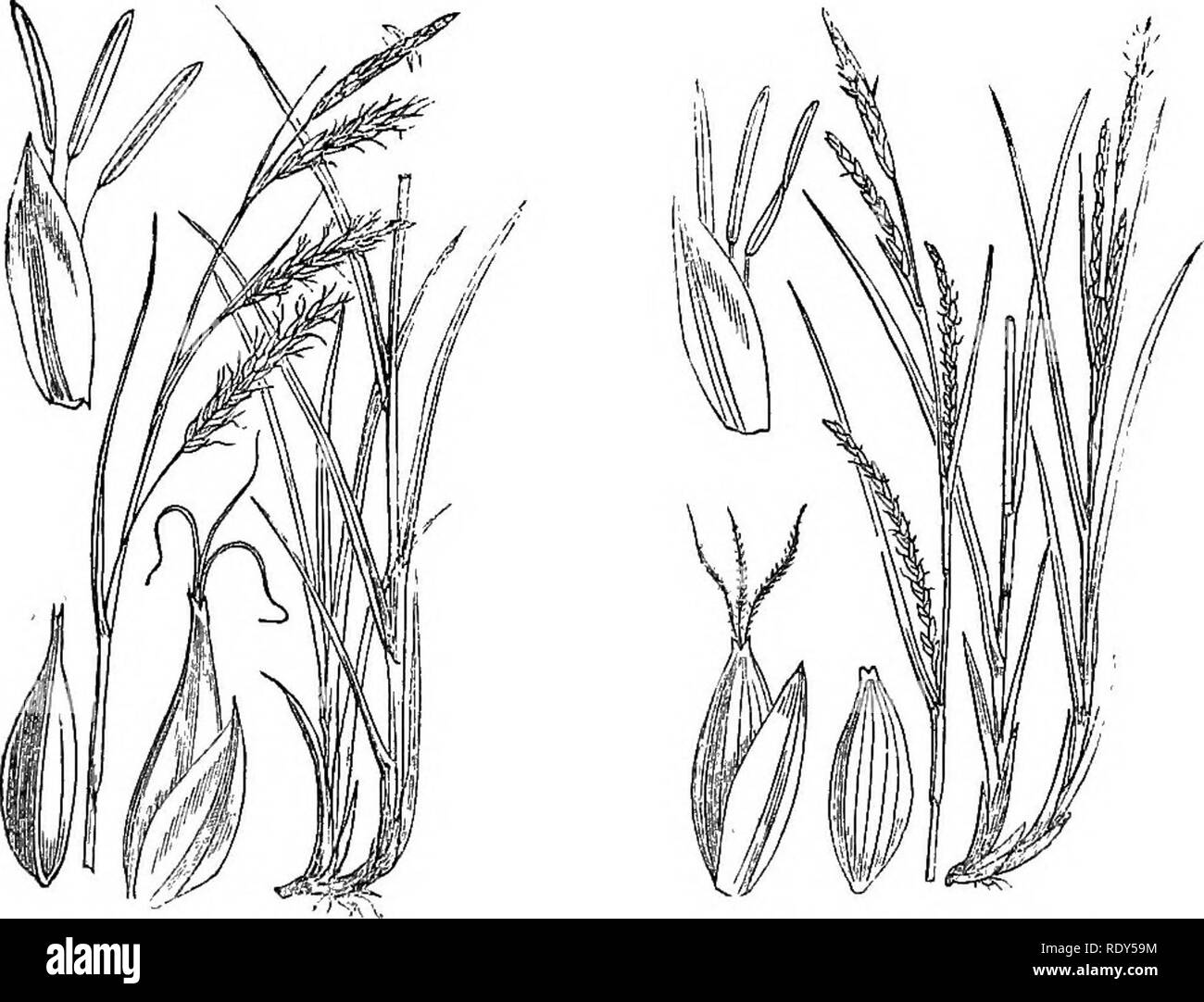 . Illustrations of the British flora: a series of wood engravings, with dissections, of British plants. Botany; Botany. 280. 1144. Carex sylvatiea. 1145. Carex strigosa.. Please note that these images are extracted from scanned page images that may have been digitally enhanced for readability - coloration and appearance of these illustrations may not perfectly resemble the original work.. Fitch, W. H. (Walter Hood), 1817-1892; Smith, Worthington George, 1835-1917; Bentham, George, 1800-1884. Handbook of the British flora. London, L. Reeve &amp; Co. Stock Photo