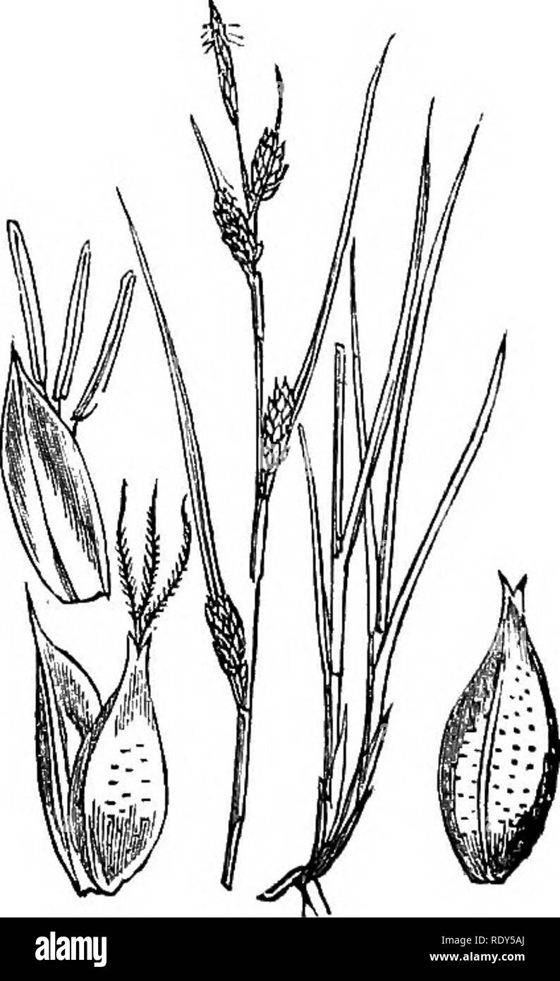 . Illustrations of the British flora: a series of wood engravings, with dissections, of British plants. Botany; Botany. 1139. Carex punctata.. Please note that these images are extracted from scanned page images that may have been digitally enhanced for readability - coloration and appearance of these illustrations may not perfectly resemble the original work.. Fitch, W. H. (Walter Hood), 1817-1892; Smith, Worthington George, 1835-1917; Bentham, George, 1800-1884. Handbook of the British flora. London, L. Reeve &amp; Co. Stock Photo