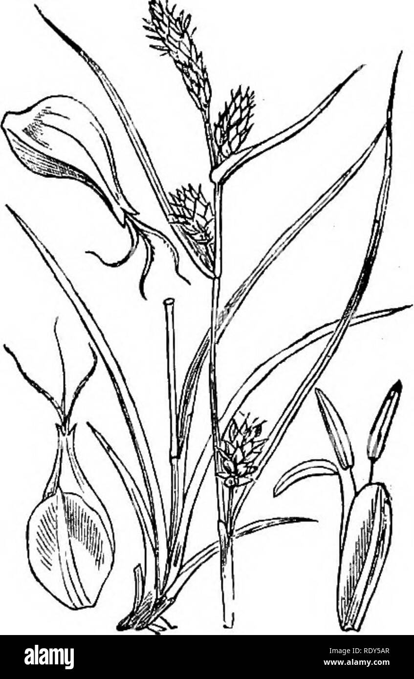 . Illustrations of the British flora: a series of wood engravings, with dissections, of British plants. Botany; Botany. 1136. Carex extensa. 1137. Carex flava.. Please note that these images are extracted from scanned page images that may have been digitally enhanced for readability - coloration and appearance of these illustrations may not perfectly resemble the original work.. Fitch, W. H. (Walter Hood), 1817-1892; Smith, Worthington George, 1835-1917; Bentham, George, 1800-1884. Handbook of the British flora. London, L. Reeve &amp; Co. Stock Photo
