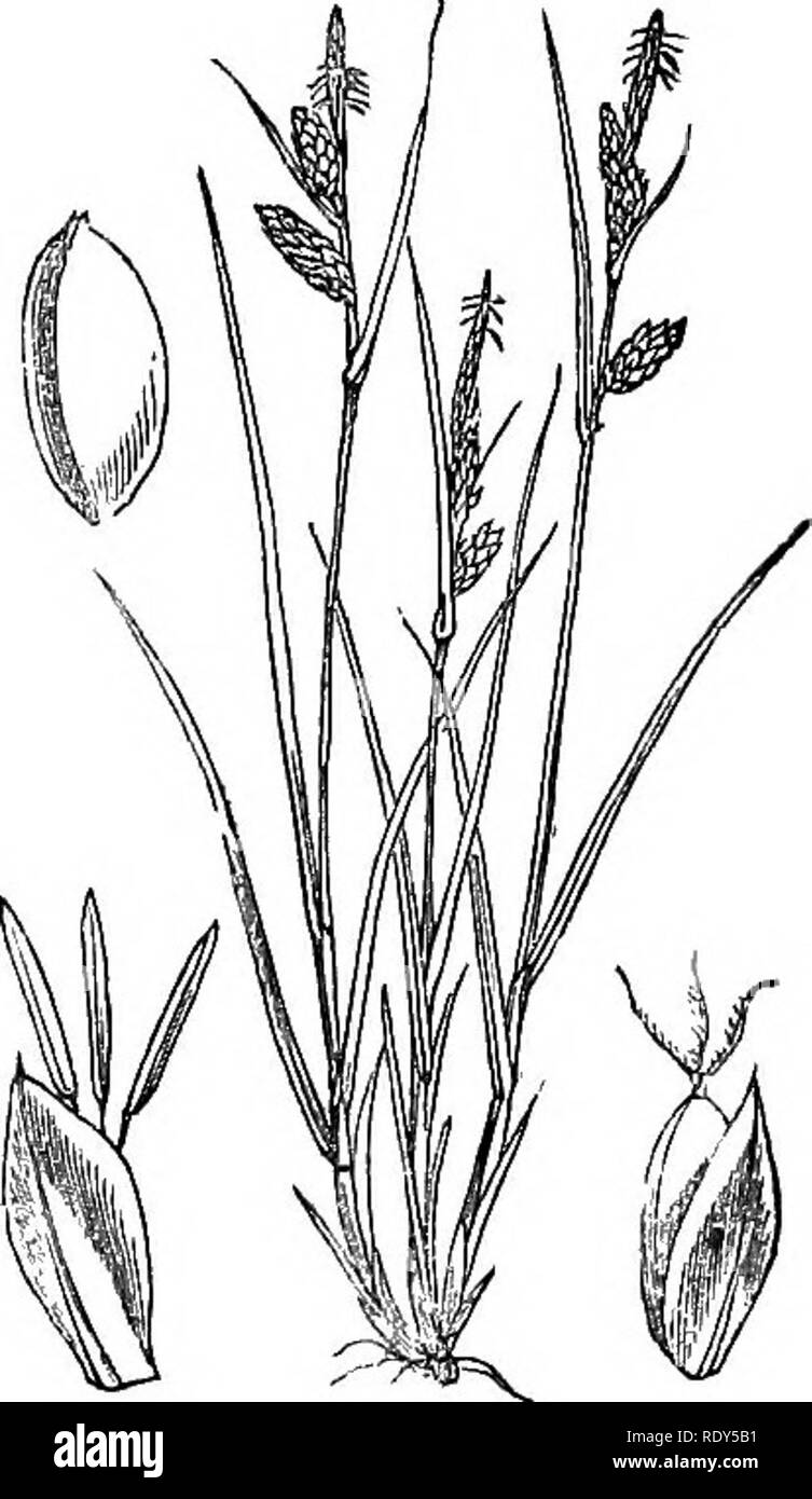 . Illustrations of the British flora: a series of wood engravings, with dissections, of British plants. Botany; Botany. 1134. Carex hirta. US'), Carex pallescens.. Please note that these images are extracted from scanned page images that may have been digitally enhanced for readability - coloration and appearance of these illustrations may not perfectly resemble the original work.. Fitch, W. H. (Walter Hood), 1817-1892; Smith, Worthington George, 1835-1917; Bentham, George, 1800-1884. Handbook of the British flora. London, L. Reeve &amp; Co. Stock Photo