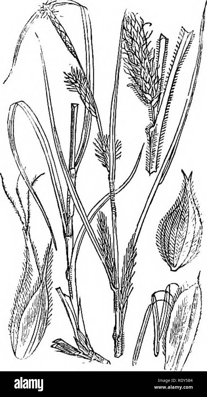 . Illustrations of the British flora: a series of wood engravings, with dissections, of British plants. Botany; Botany. 1133. Carex filiformis.. Please note that these images are extracted from scanned page images that may have been digitally enhanced for readability - coloration and appearance of these illustrations may not perfectly resemble the original work.. Fitch, W. H. (Walter Hood), 1817-1892; Smith, Worthington George, 1835-1917; Bentham, George, 1800-1884. Handbook of the British flora. London, L. Reeve &amp; Co. Stock Photo