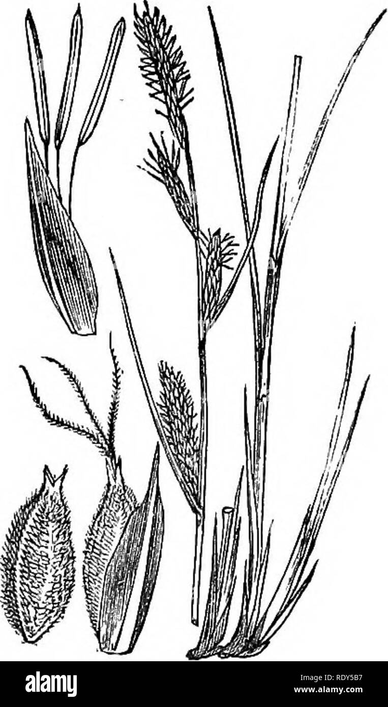 . Illustrations of the British flora: a series of wood engravings, with dissections, of British plants. Botany; Botany. 1132. Carex tomentosa.. 1133. Carex filiformis.. Please note that these images are extracted from scanned page images that may have been digitally enhanced for readability - coloration and appearance of these illustrations may not perfectly resemble the original work.. Fitch, W. H. (Walter Hood), 1817-1892; Smith, Worthington George, 1835-1917; Bentham, George, 1800-1884. Handbook of the British flora. London, L. Reeve &amp; Co. Stock Photo