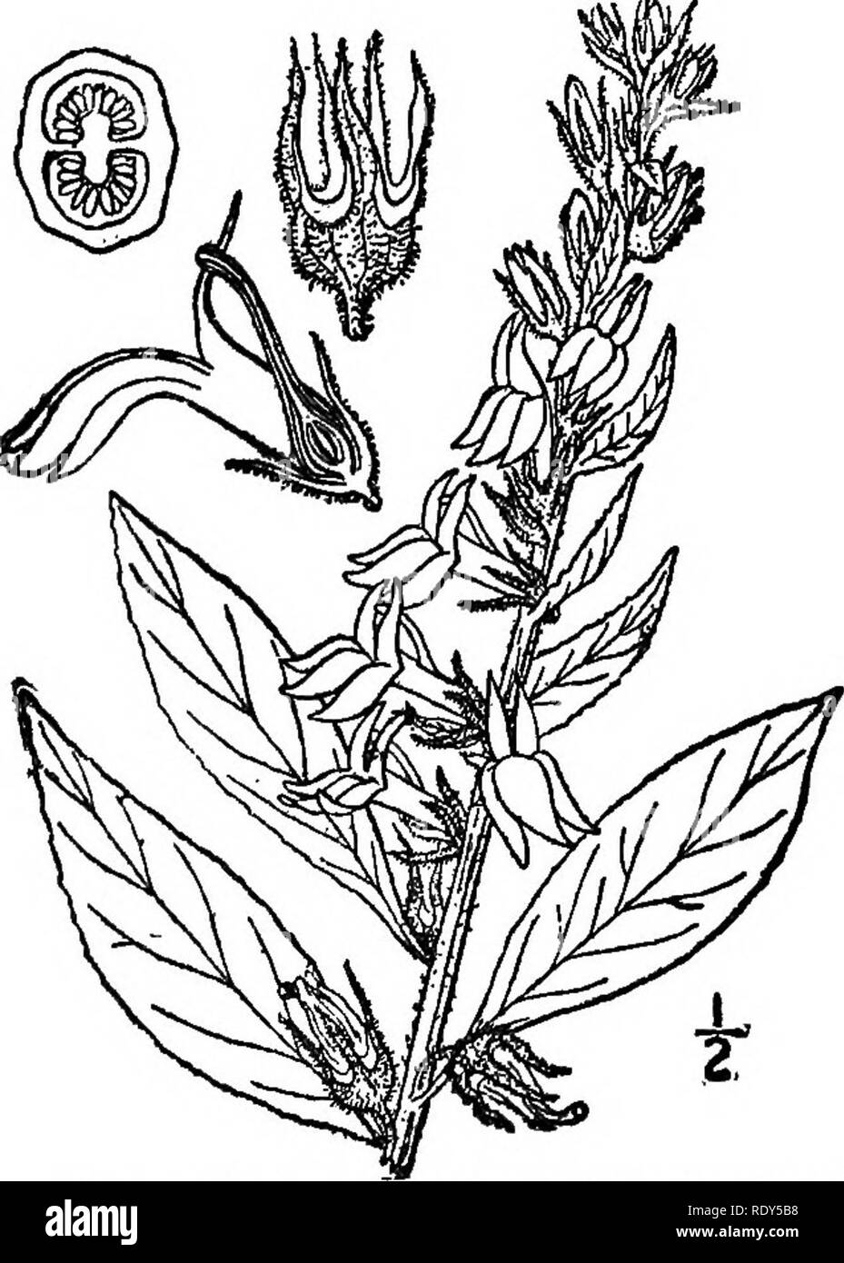 . The families of flowering plants. Plants; Phanerogams. FAMILIES OF FLOWEEING PLANTS 249. Fig. 2i8. The great blue lobelia iLobelia syphil- ilica,) After Bntton and Brown, 111. FI. North- east. U. S. panded into a flat strap-shaped or Ugulate portion known as a ray; the rays make up the conspicuous por- tion of the flower, and are what seem to be petals. Anthers united into a tube around the style, the anther sacs appendaged at the base and summit. Style slender and 2-clefti Ovary 1-oelled, with a single ovule, becoming a small seed-like fruit known as an achene. Fig. 219, re- presenting the  Stock Photo