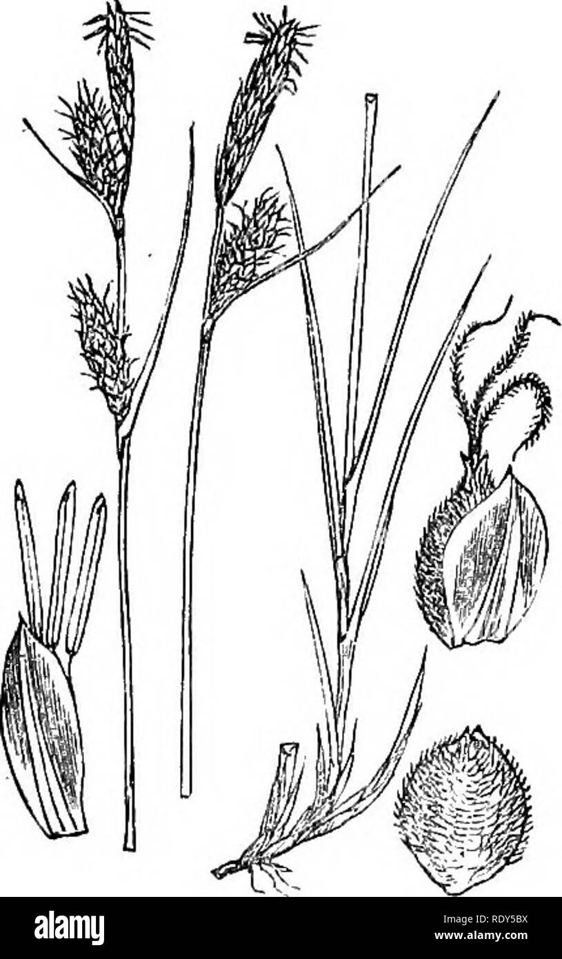 . Illustrations of the British flora: a series of wood engravings, with dissections, of British plants. Botany; Botany. 277. 1132. Carex tomentosa.. Please note that these images are extracted from scanned page images that may have been digitally enhanced for readability - coloration and appearance of these illustrations may not perfectly resemble the original work.. Fitch, W. H. (Walter Hood), 1817-1892; Smith, Worthington George, 1835-1917; Bentham, George, 1800-1884. Handbook of the British flora. London, L. Reeve &amp; Co. Stock Photo