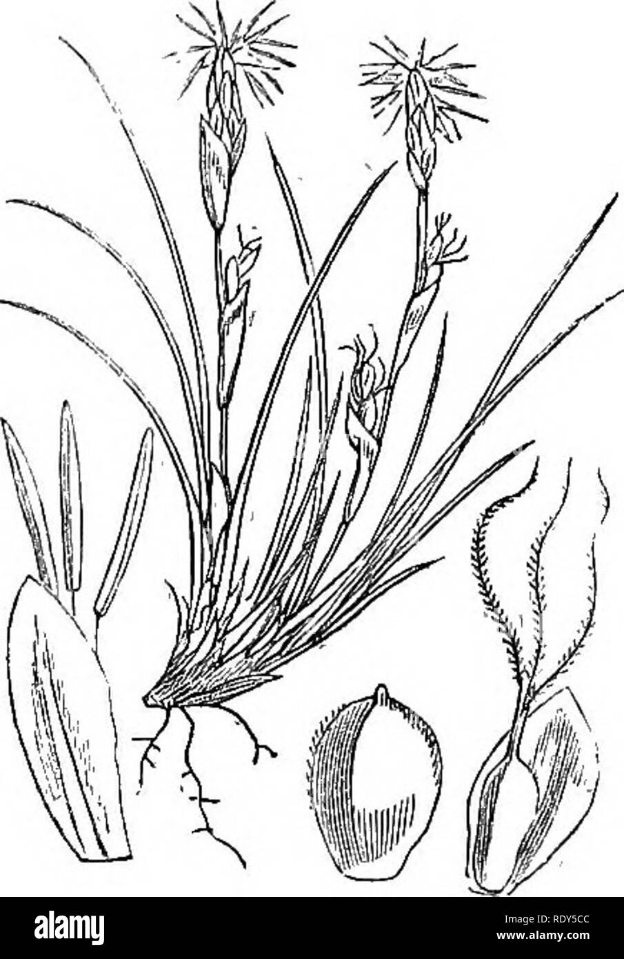 . Illustrations of the British flora: a series of wood engravings, with dissections, of British plants. Botany; Botany. ,1126. Cares atrata. 1127. Carex, jijimiliSf. Please note that these images are extracted from scanned page images that may have been digitally enhanced for readability - coloration and appearance of these illustrations may not perfectly resemble the original work.. Fitch, W. H. (Walter Hood), 1817-1892; Smith, Worthington George, 1835-1917; Bentham, George, 1800-1884. Handbook of the British flora. London, L. Reeve &amp; Co. Stock Photo