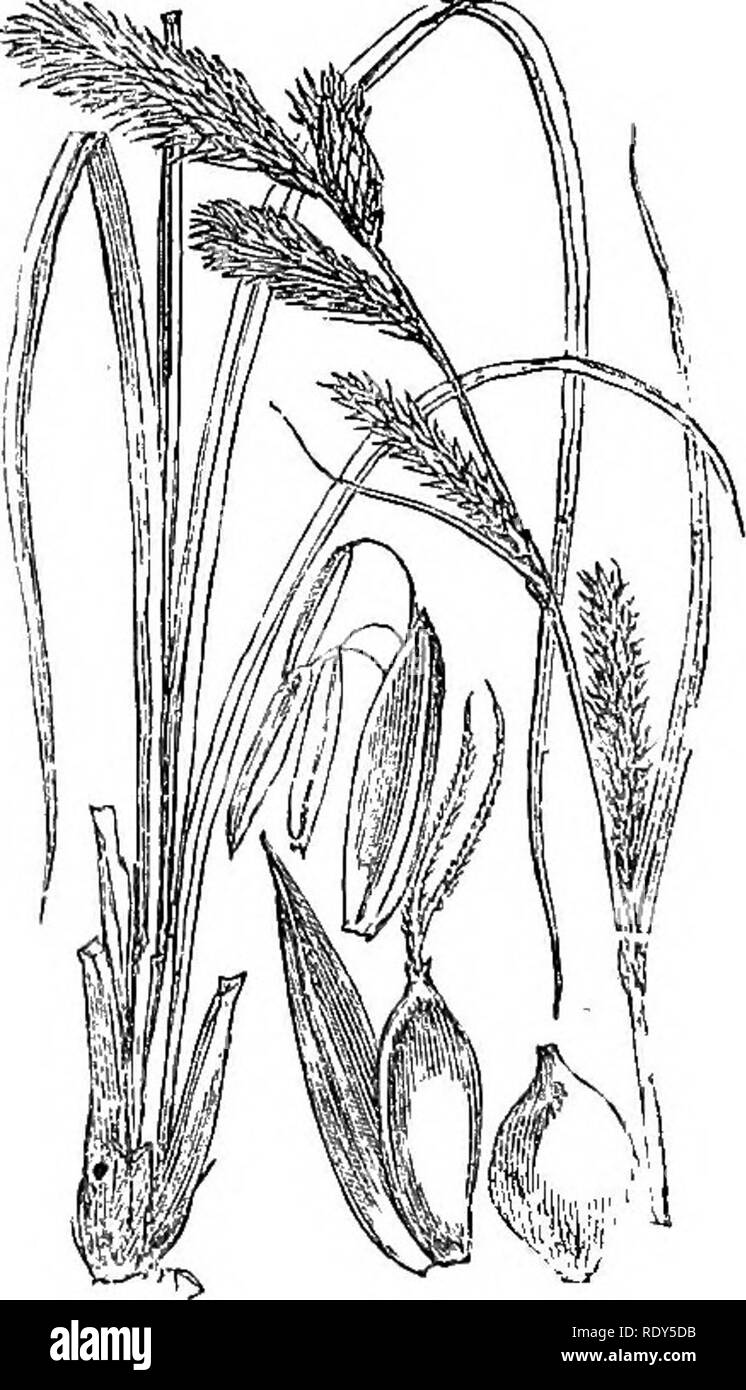 . Illustrations of the British flora: a series of wood engravings, with dissections, of British plants. Botany; Botany. 1122. Carex casspitosa. 1123. Carex acuta.. Please note that these images are extracted from scanned page images that may have been digitally enhanced for readability - coloration and appearance of these illustrations may not perfectly resemble the original work.. Fitch, W. H. (Walter Hood), 1817-1892; Smith, Worthington George, 1835-1917; Bentham, George, 1800-1884. Handbook of the British flora. London, L. Reeve &amp; Co. Stock Photo