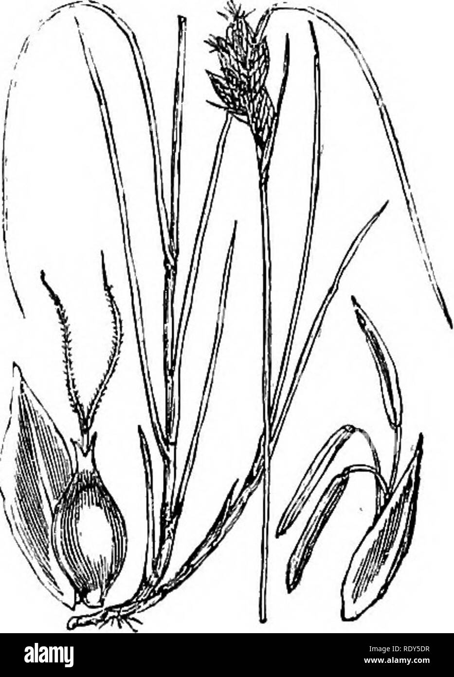 . Illustrations of the British flora: a series of wood engravings, with dissections, of British plants. Botany; Botany. 1117. Carex muricata. 1119. Carex divisa.. Please note that these images are extracted from scanned page images that may have been digitally enhanced for readability - coloration and appearance of these illustrations may not perfectly resemble the original work.. Fitch, W. H. (Walter Hood), 1817-1892; Smith, Worthington George, 1835-1917; Bentham, George, 1800-1884. Handbook of the British flora. London, L. Reeve &amp; Co. Stock Photo