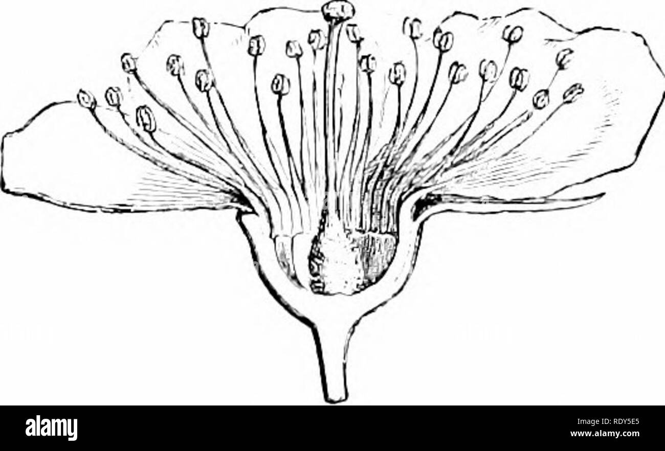 Apocarpous ovary hires stock photography and images Alamy