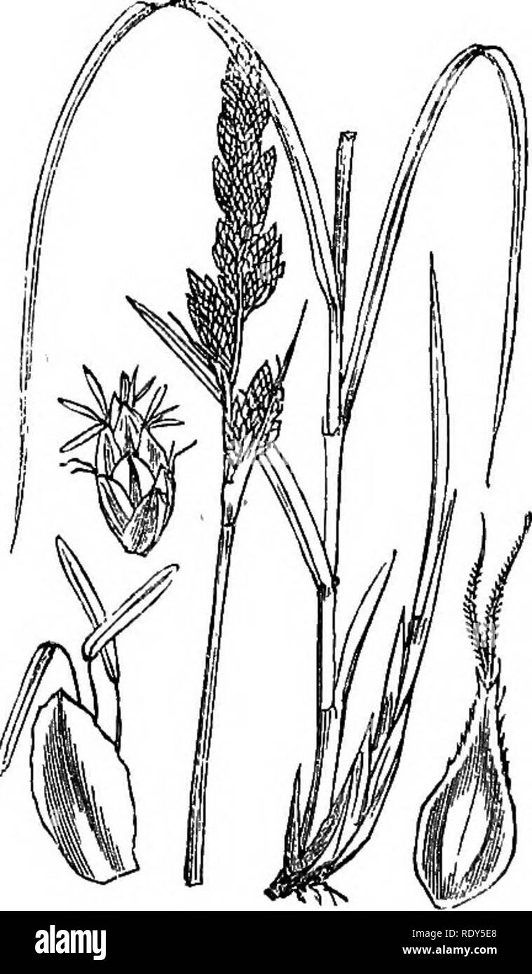 . Illustrations of the British flora: a series of wood engravings, with dissections, of British plants. Botany; Botany. 1114. Carex axillaris. 1115. Oarex paniculata.. Please note that these images are extracted from scanned page images that may have been digitally enhanced for readability - coloration and appearance of these illustrations may not perfectly resemble the original work.. Fitch, W. H. (Walter Hood), 1817-1892; Smith, Worthington George, 1835-1917; Bentham, George, 1800-1884. Handbook of the British flora. London, L. Reeve &amp; Co. Stock Photo