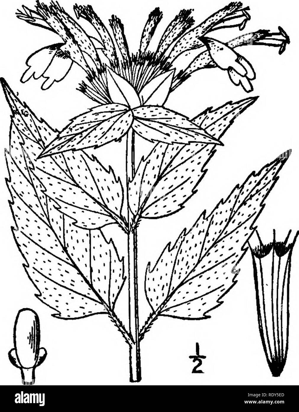. The families of flowering plants. Plants; Phanerogams. 232 FAMILIES OF FLOWEEING PLANTS. Fig. 201. The Wild Bergamot {Monarda fistulosa). After Britton and Brown, 111. Fl. Northeast U. S. plant, belongs with the mints, as does also the little ground ivy {GI&amp;- coma). The Pacific Coast has a number of ornamental species in Bamona, Stachys and Monardella. The largest flowered of our eastern mints are found in Pkysostegia, the false dragon-head. The general type of labiate flower is shown in Fig. 202. Family Nolanaceae. Nolana Family. Consists of about 40 species, comprised in the single gen Stock Photo