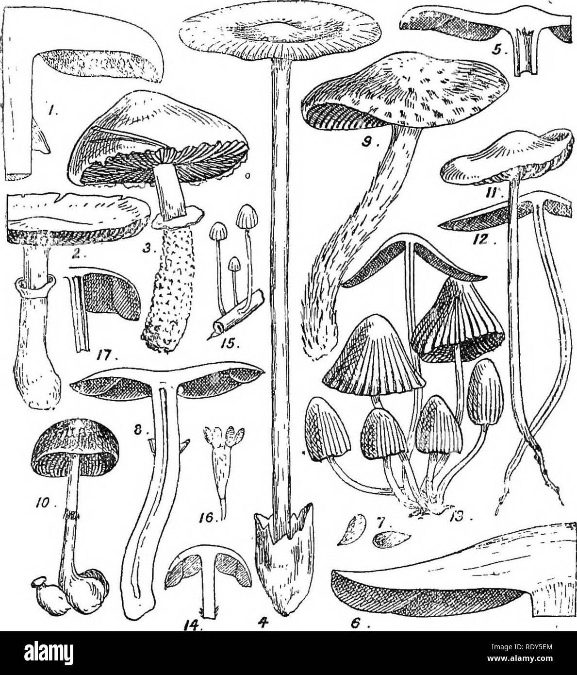 . British fungus-flora. A classified text-book of mycology. Fungi. POKPHYEOSPOEAE. 351. FIGUKES ILLUSTEATINQ THE POBPHYBOSPOBAE. Kg. 1, Agaricug campestris, section of portiou of fangus, showing the free gills and the ring surrounding the stem; about half nat. size;— Fig. 2, Agaricus comptulus, a fially developed specimen; nat. size;— Fig. 3, Siropharia aerugiiiosa; half nat. size;—;Fig. 4, Chitonia rubrioeps, a specimen showing the large yolva at the base of the stem; nat. size;— Fig. 5. section of pUeus of same, showing the free gills and the hollow stem; nat. size;—Pig. 6, Pihsace Algeriens Stock Photo