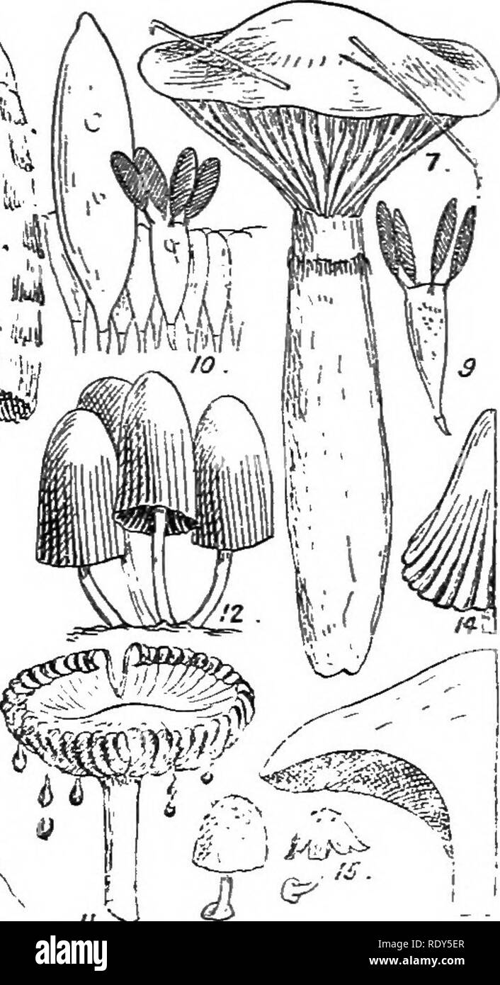 . British fungus-flora. A classified text-book of mycology. Fungi. FIGTIBES ILLUSTEATING THE MELAN08P0EAE. Fig. 1, Coprinus comcUus, showing the scaly, cylindrical pilens, and the loose ring that has slipped down the stem; ahont J nat. size;—^Fig. 2, AneUaria separata, a rather small specimen; nat. size;—^Fig. 3, Panaeolus retirugis, basidimn and spores; highly mag.;—^Fig. 4, Psathyrella dis- seminata, group of plants; nat. size;—Fig. 5, An^laria separata, section of portion of pilens, showing the adnate or fixed gills, also the margin of the pUens extending beyond the gills; nat. size;—^Fig.  Stock Photo