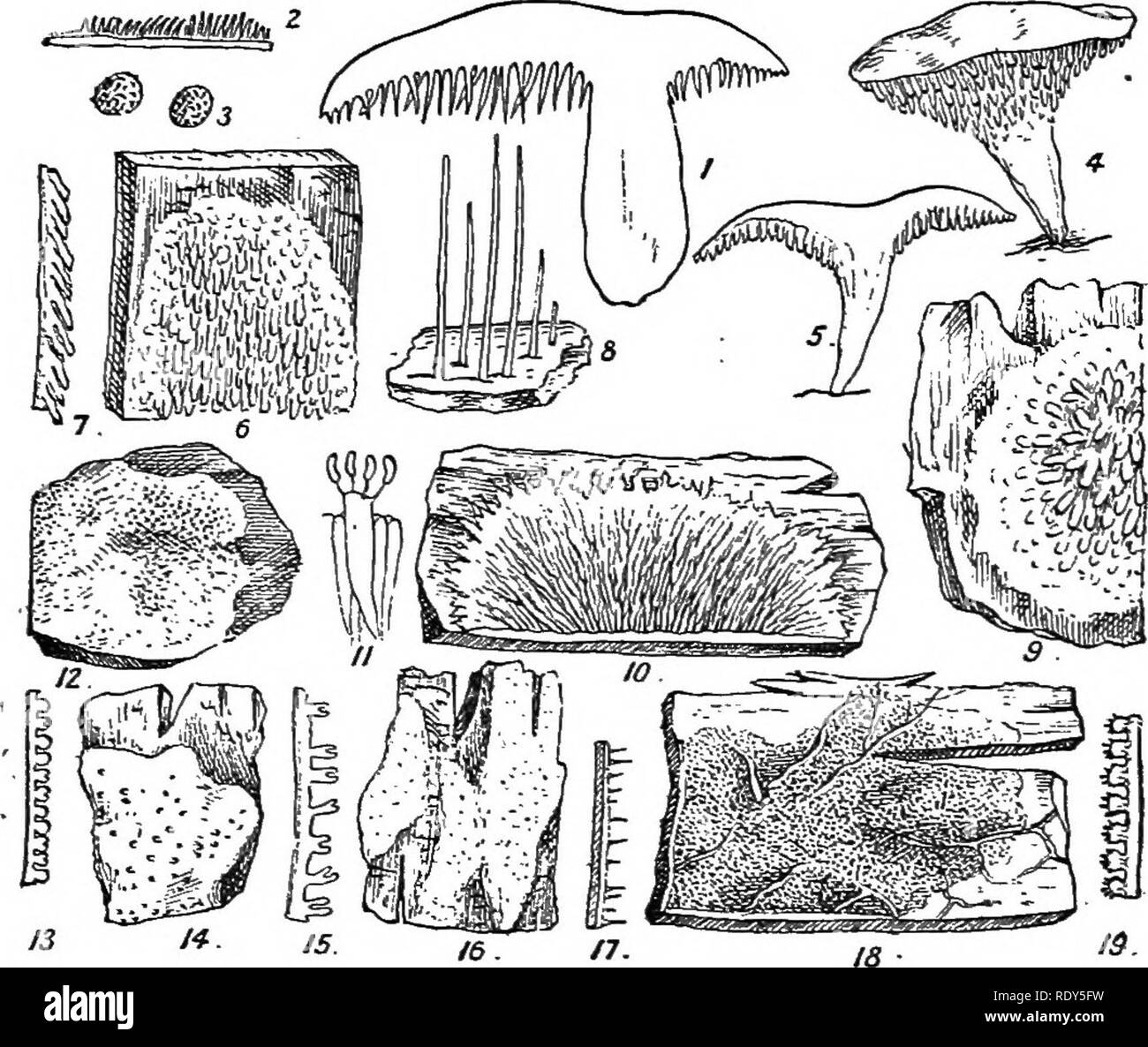 . British fungus-flora. A classified text-book of mycology. Fungi. HYDNTTM. 14a. FIGUKES ILLUSTRATING THE HYDXEAE. Fig. 1, Hydnum repandum, section through the entire fungus, shomng the inferior hymenium, consisting of subulate spines; stem excentric ; half nat. size;—Fig. 2, Hydnum aureum, section showing the superior hymenium in a resupinate species; nat. size;—Fig. 3, Caldesiella ferrugi- nosa, spores, highly mag.;—Fig. 4, SUtotrema confluens, single specimen, showing the more or less jagged plate-like teeth ;—Fig. 5, Section of same, nat. size;—Fig. 6, Irpex obUquus, portion of specimen; n Stock Photo