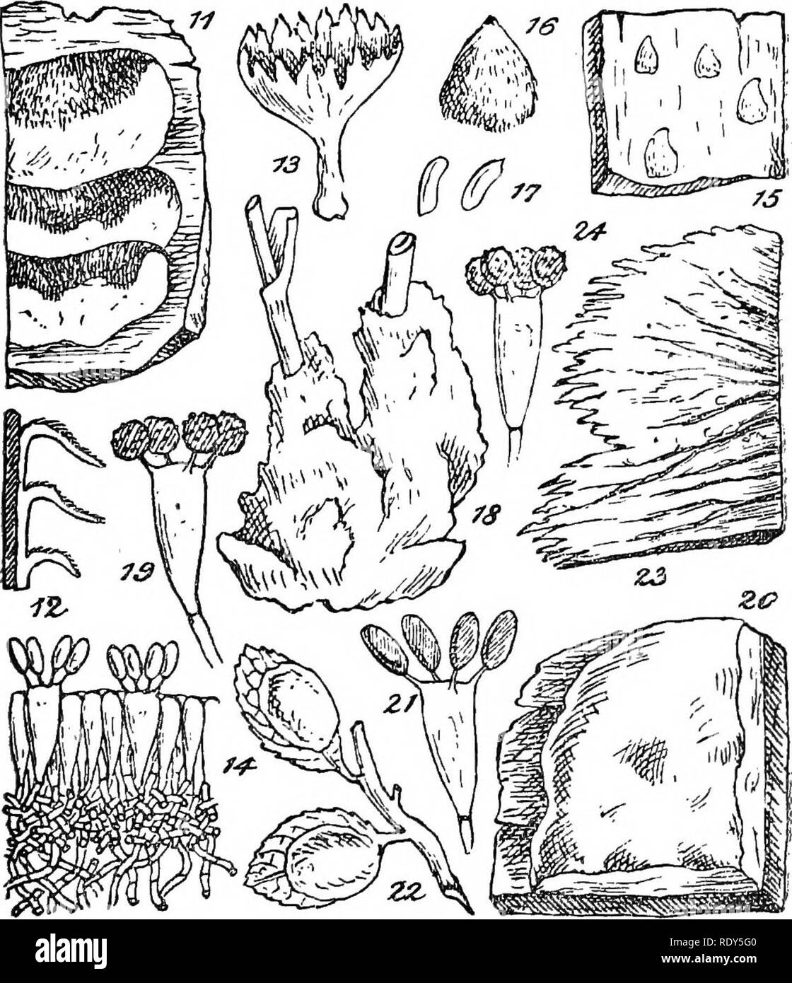 . British fungus-flora. A classified text-book of mycology. Fungi. THELEPHOEEAE. 97. FIGUEES ILLUSTEATING THE GENERA OF THE THELEPEOBEAE. Fig. 11, Steremn ochroleucvm, showing the effused lower portion and the upper free, reflexed portion; nat. size;—Fig. 12, section of same; nat. size;—Fig. 13, Stereum Sowerbei, a small specimen, showing a mesopod form; nat. size;—Fig. 14, section through the hymenium of Stereum VOL. I. H. Please note that these images are extracted from scanned page images that may have been digitally enhanced for readability - coloration and appearance of these illustration Stock Photo