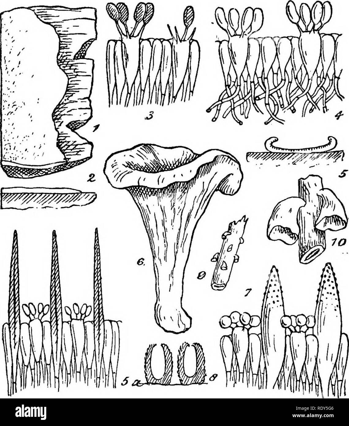 . British fungus-flora. A classified text-book of mycology. Fungi. 94 FUNGUS-FLOEA.. FIGUEE8 ILLUSTRATING THE GENBKA OF THE THELEPEOREAE. Fig. 1, Coniophora olivaoea, portion of fungus, nat. size, growing on wood;—^Fig. 2, section of same seated on wood, nat. size;—Pig. 3, section of portion of hymenium of same, showing basidia with four sterigmata, each bearing a coloured spore; between the basidia are clavate paraphysea; highly mag.;—Pig. 4, section through portion of hymenium of Corticiwm. Please note that these images are extracted from scanned page images that may have been digitally enha Stock Photo