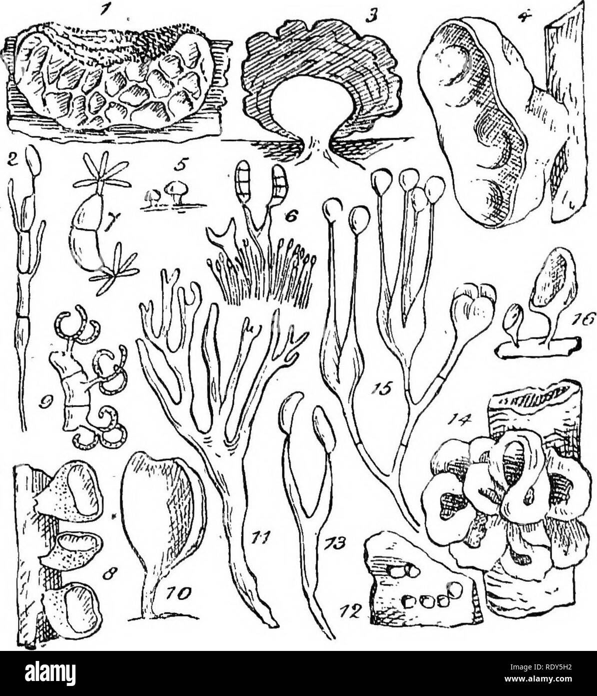 . British fungus-flora. A classified text-book of mycology. Fungi. 56 FUNGUS-FLOBA. 3. FIGUBES ILLUSTRATING THE TEEMELLINEAE. Fig. 1, Avrioularia mesenterica, a small speoimen; nat. size;—Fig. 2, basidium and spore of same ; highly mag.—^Fig, 3, Naematelia encepliala, section of, showing the central nucleus; nat. size;—Fig. 4, Hirneola auricula-mdae, small speoimen; nat. size ;—Fig. 5. Dacryopiie nuda; nat. size,;—^Fig. 6, portion of head of same, showing the densely fasciculate couidiopbores with conidia, also basidia bearing three septata basidia spores; highly mag.;—Fig. 7, UloeoUa saochari Stock Photo