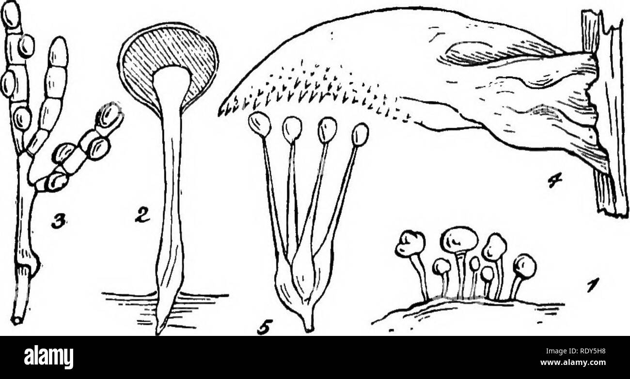 . British fungus-flora. A classified text-book of mycology. Fungi. 48 FUNGUS-FLORA. iimbilicate, sessile, produced laterally, one on each of the cells of a basidium. Pilacre, Fries, Syst, Orb. Veg. 1, p. 364; Brefeld, Unter- such. vii. Heft., p. 27.. FIGURES ILLUSTRATING THE PILACBEAE, ALSO THE TREMELLINEAE IN PART. Fig. 1, Pilaore Fetenii, natural size;—Fig. 2, section of same, mag.;— Fig. 3, cluster of transversely septate Ijasidia of same, bearing lateral spores ; highlyjmag.;—Fig. 4, Tremellodon qelatinosvm, a small specimen; nat. size;—Fig. S, basidium of same, with the four long, stout s Stock Photo