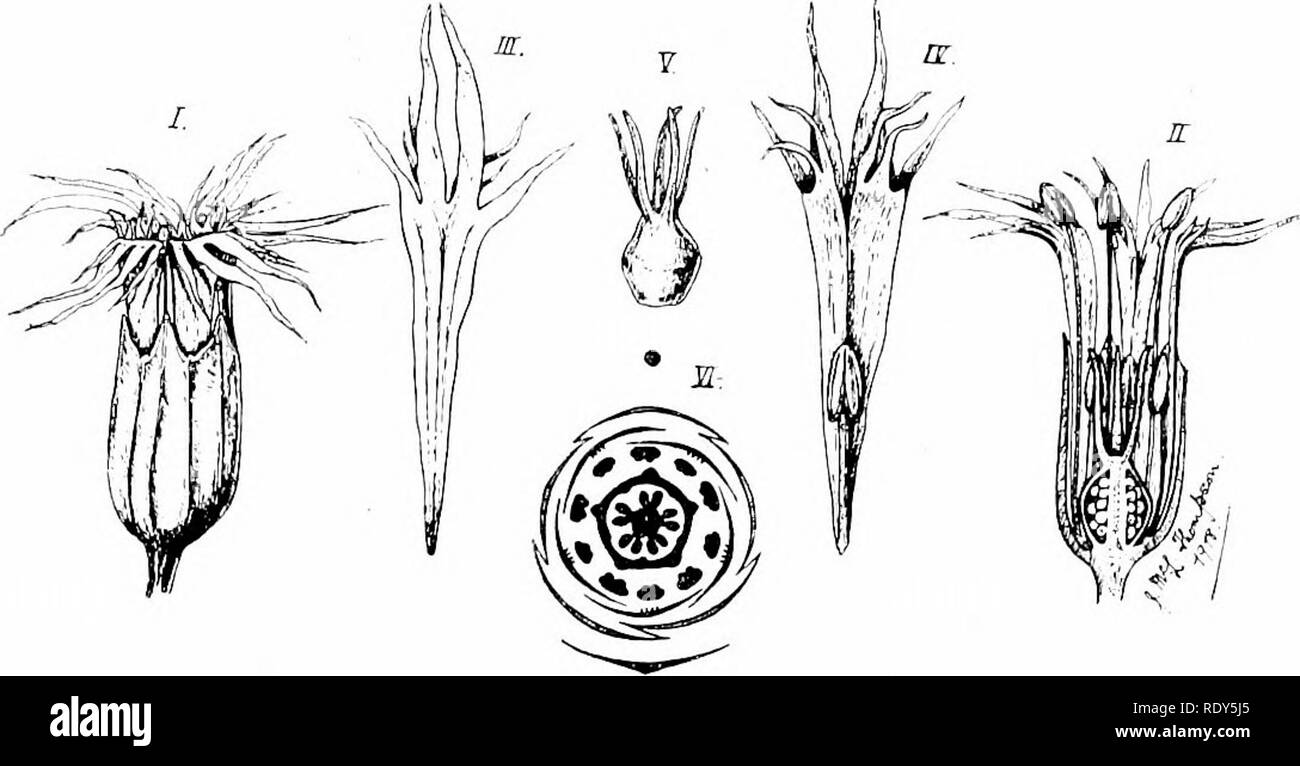. Botany of the living plant. Botany. APPENDIX A 507 consequence of the conveyance of the sticky pollen to the protogynous female catkins by insect-visitors. 0 0 Q o^ o O Fig. .110. I'lG. 41T. Floral diagrams of male flowers of Willow. Floral diagrams of female flowers of Sal-ix. .4=5. caprea, B ^S. purpurea. C=S. pen- A^S.caprm. B^S.alba. (After Eichler.) tandra. (After Jiichler.) The fruit is a tough capsule, which splits longitudinally, e.xposin.g the seeds, each with a tuft of silky hairs attached to its base, by which it is transferred by the wind. ORDER: CURVEMBRYEAE. Family: Caryophylla Stock Photo