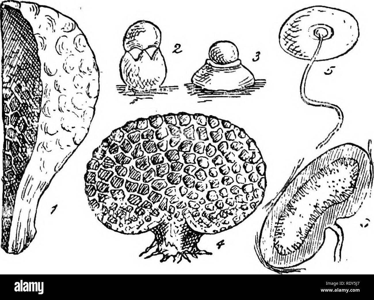 . British fungus-flora. A classified text-book of mycology. Fungi. 20 FUNGUS-FLOKA.. FIGUBES ILLUSTRATING THE SCLEBODERMEAE, ALSO THE NIDULABIEAE IN PART. Fig. 1, Polyiaccum pisocarpium, portion of a specimen, showing' ,tho nodulose exterior, also a section showing the sporangiola; small specimen, nat. size;—Fig. 2, Sphaerobolus stellatm, specimen after dehiscence, showing the outer wall of the peridium split in a stellate manner above, and the inner layer elastically inverted, the single peridiolum has been jerked away; slightly mag.;—Fig. 3, Theleholits ierrestris, showing the peridium with  Stock Photo