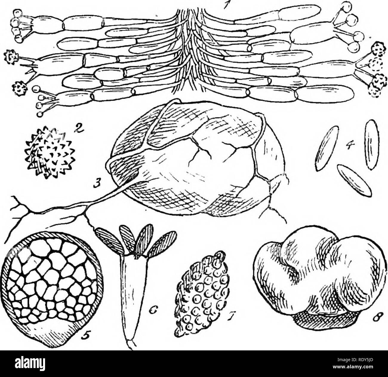 . British fungus-flora. A classified text-book of mycology. Fungi. GASTEOMYCETES. u. FIGURES ILLUSTEATING THE HYMENOGASTBEAE. Fig. 1, Octaviania asterosperma, portion of a tramal plate showing the hyphae of the trama bending outwards and bearing the basidia on both surfaces; the young spores are smooth ; highly mag.;—Fig. 2, Hydnangium carneum, spore very highly mag.;—Fig. 3, BMzopngon ruhescens, plant nat. size;—Fig. 4, Hysterangium nephriticam, spores higlily mag.;—Fig. 5, Hymenogaster tener, section through centre of plant, showing the con- tinuous peridium -with the thickened sterile base, Stock Photo