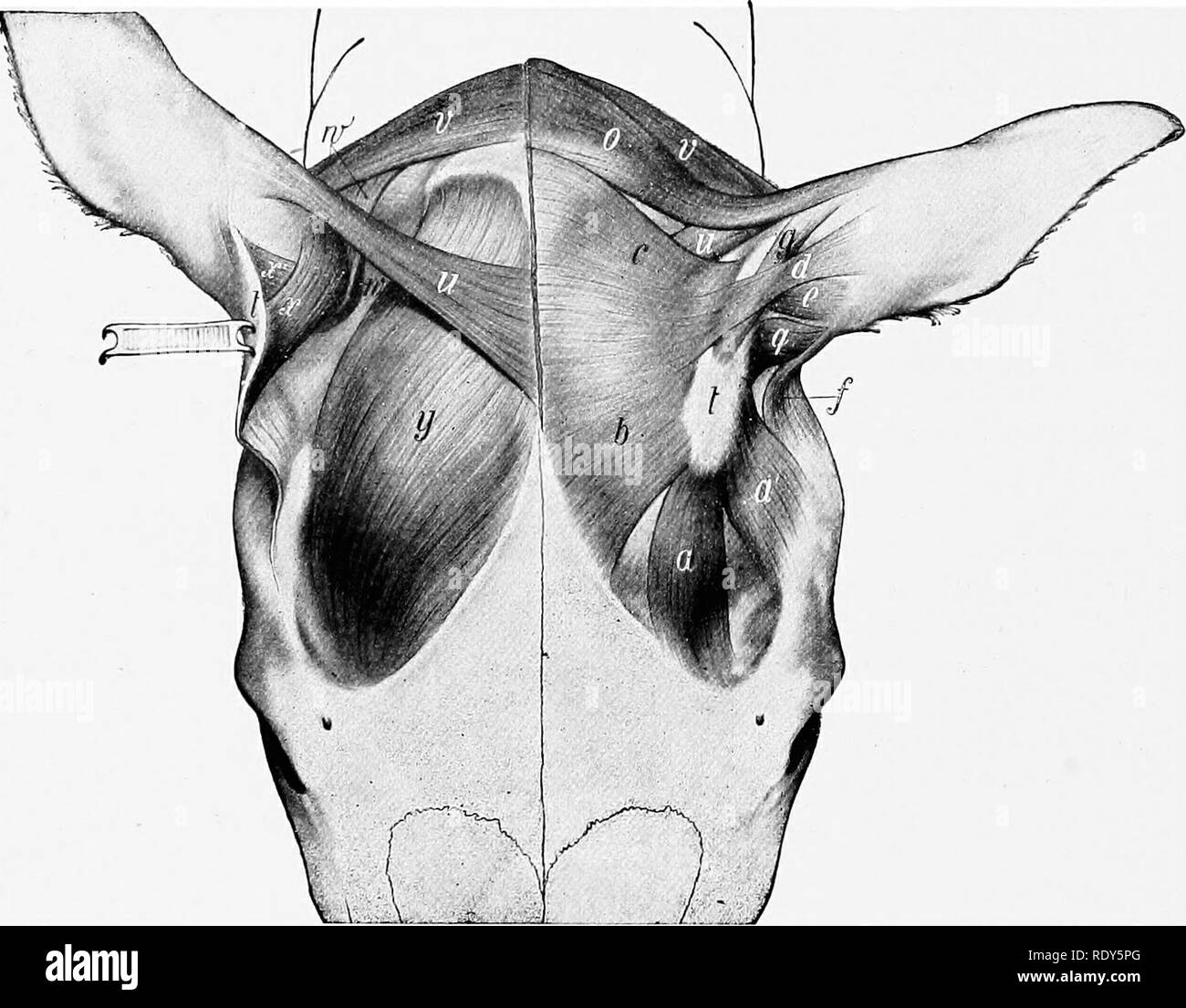 . The anatomy of the domestic animals . Veterinary anatomy. 874 THE