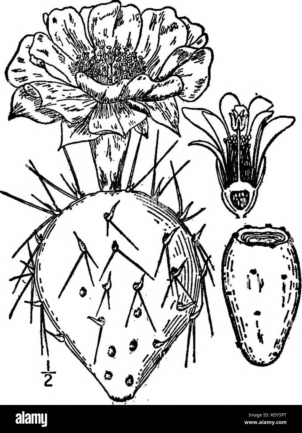 . The families of flowering plants. Plants; Phanerogams. 190 FAMILIES OF FLOWEEING PLAINTS. Western prickly pear {Opuntia hnmifusa). After Britt. &amp; Brown 111. pi. North- east U. S. Indica, which now occurs throughout Southern Europe, is the food plant of the cochineal insect. Our own native Opuntias are highly ornamental in the dry fields and rocky ledges when covered in early summer with a mass of yellow flowers. The genus EcJmiocactus is noted for its very formidable hooked spines; while Cactus {Mamillaria), a genus in which the plants are of small size and the flowers of bright colors,  Stock Photo