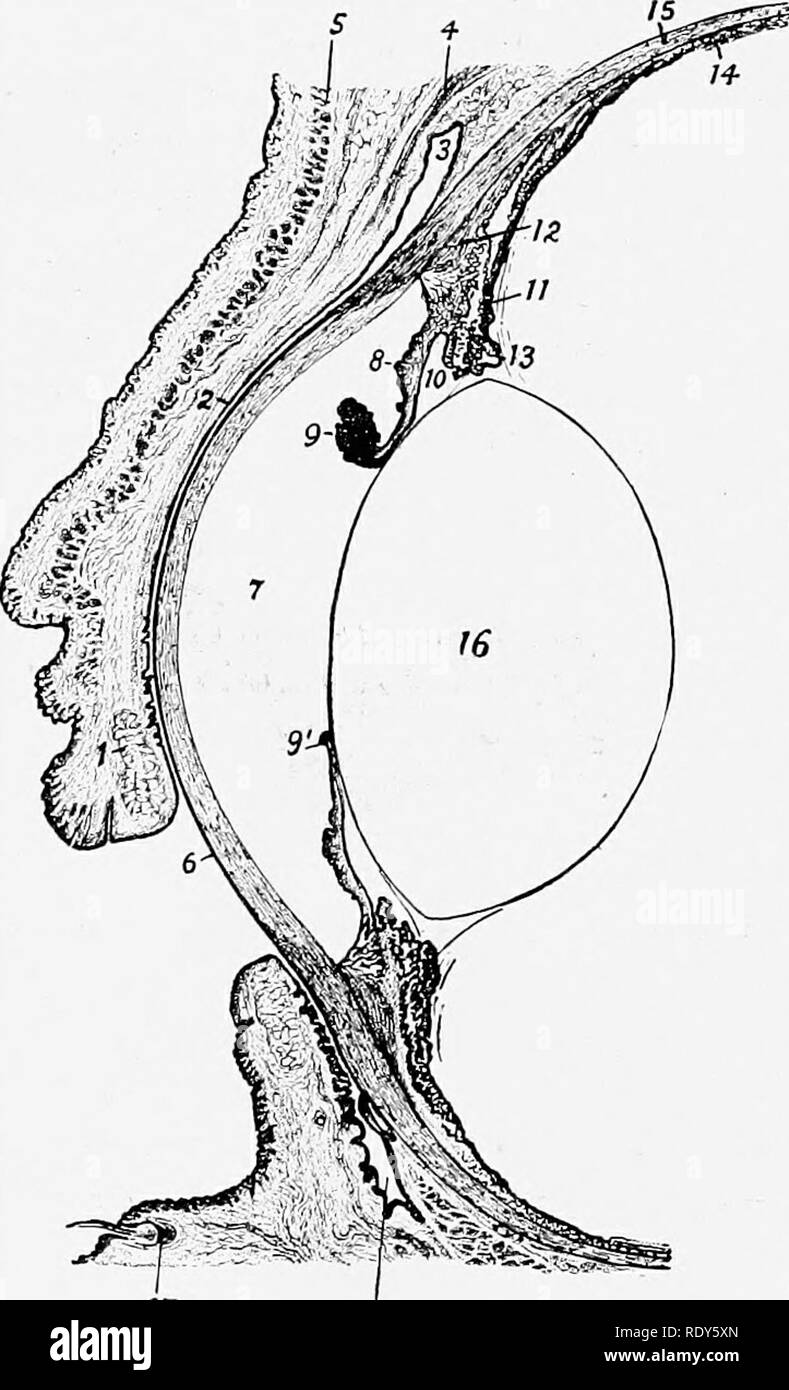 . The anatomy of the domestic animals . Veterinary anatomy. 858 THE SENSE ORGANS AND SKIN OF THE HORSE temporal (Angulus oculi medialis, lateralis). The lateral angle is rounded when the eye is open, but the medial angle is narrowed and produced to form a 3-shaped bay or recess, termed the lacrimal lake (Lacus lacrimalis). In this there is a rounded pigmented prominence kno'n as the lacrimal caruncle (Caruncula lacrimalis); it is about the size of a small pea, and is covered Avith modified skin, connected ^vith that of the medial commissure, from which project a number of hairs provided with Stock Photo