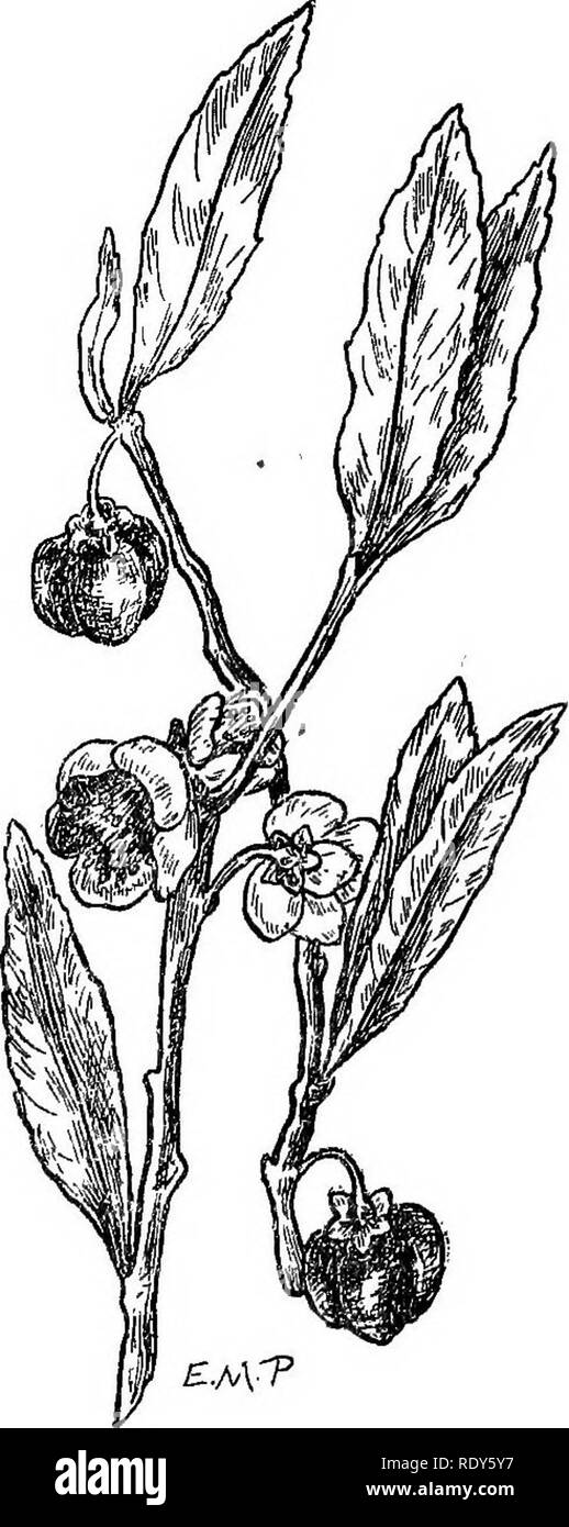 Flom Tree . The families of flowering plants. Plants; Phanerogams. FAMILIES OF ...