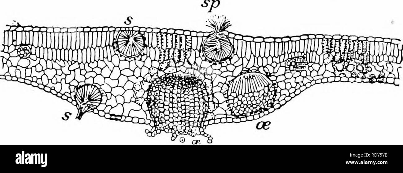 . Botany of the living plant. Botany. Fig. 38:;, Sporidia, or carpospores, of Puccinia, germinating on tine epidermis of a Barberry leaf, and putting out gerrn-tubes, which bore through the cell-walls. Very highlv magnified. (.A^fter Mar5hall Ward.) infection was first made by De Bary in 1864. He found that the carpospores easily shed from the sterigmata germinate to form a germ-tube, which can directly penetrate the epidermal wall of the Barberry (Fig. 382). This initiates the second phase, and as the. Fig. 3S3. &quot;ertical section through a patch of aecidia {cc) and spenuogonia (5) on the Stock Photo