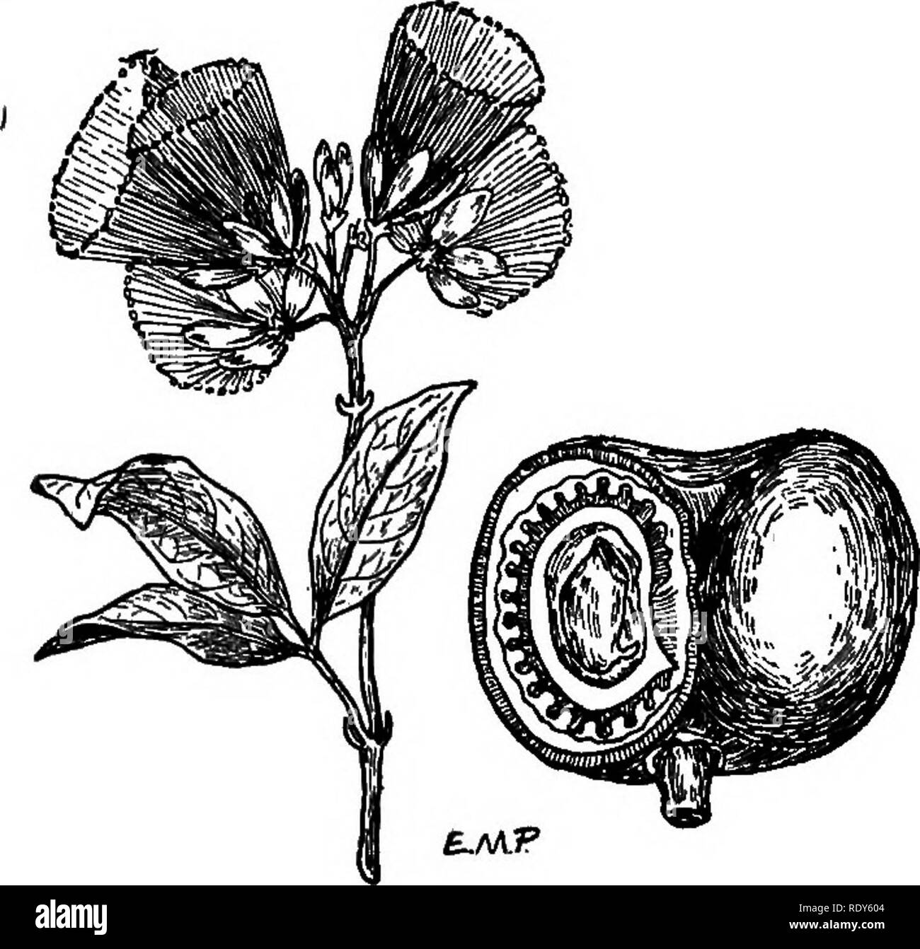 The families of flowering plants. Plants; Phanerogams. 174 FAMILIES OF  FLOWEEING PLANTS £./M-f Fig. 153, Flower of Ouratea speciab- ilis and fruit  of O. elegans. Redrawn from Engler. produce valuable timber,