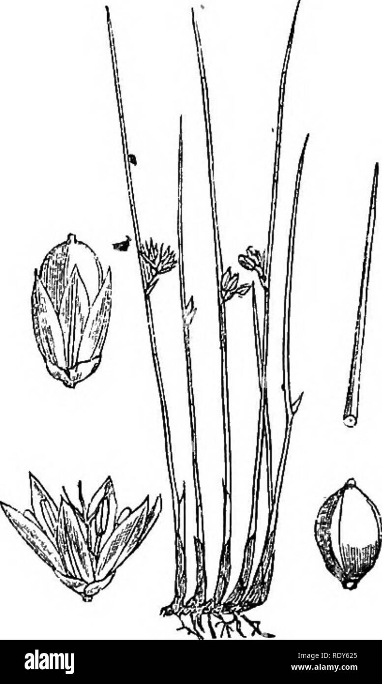 . Illustrations of the British flora: a series of wood engravings, with dissections, of British plants. Botany; Botany. 1057. Juncus filiformis. 1006. Juncus glaucns.. Please note that these images are extracted from scanned page images that may have been digitally enhanced for readability - coloration and appearance of these illustrations may not perfectly resemble the original work.. Fitch, W. H. (Walter Hood), 1817-1892; Smith, Worthington George, 1835-1917; Bentham, George, 1800-1884. Handbook of the British flora. London, L. Reeve &amp; Co. Stock Photo