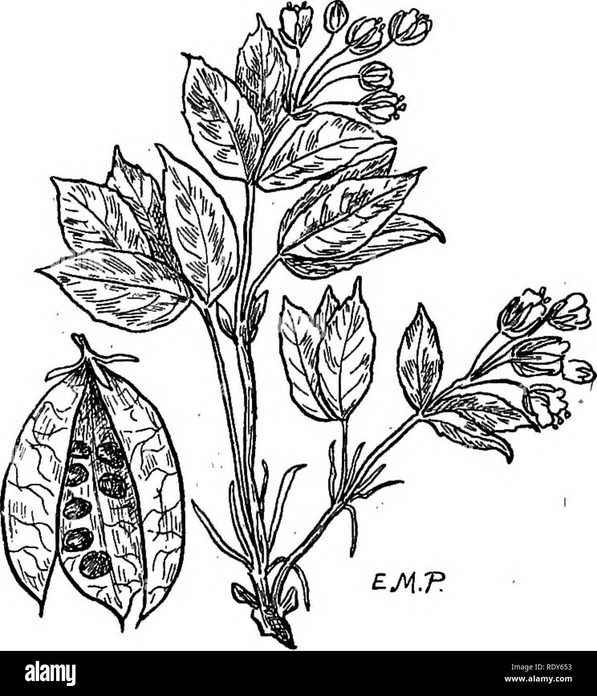 . The families of flowering plants. Plants; Phanerogams. 160 FAMILIES ...