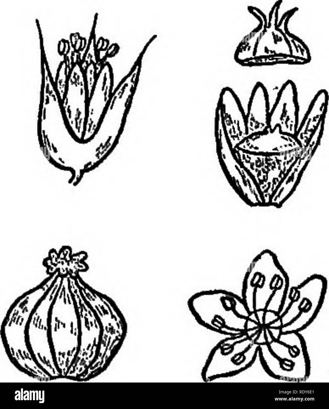 . The families of flowering plants. Plants; Phanerogams. Fig. 76. Flowering brauch of buckwheat {^Fagopyriim Fagopy- rum), with enlarged flower and fruit. Original. sons, is the product of Fagopyrum Fagopyrum, a member of this family, illustrated in Fig. 76. The plant, originally a native of Asia, is grown extensively in some parts of the United States and on the continent of Europe, whence it has escaped frequently and become estal^- lished in a half-wild state. Buckwheat flour, although less nutritious than wheat, is greatly superior in this respect to rice. Another polygonaceous food-plant  Stock Photo