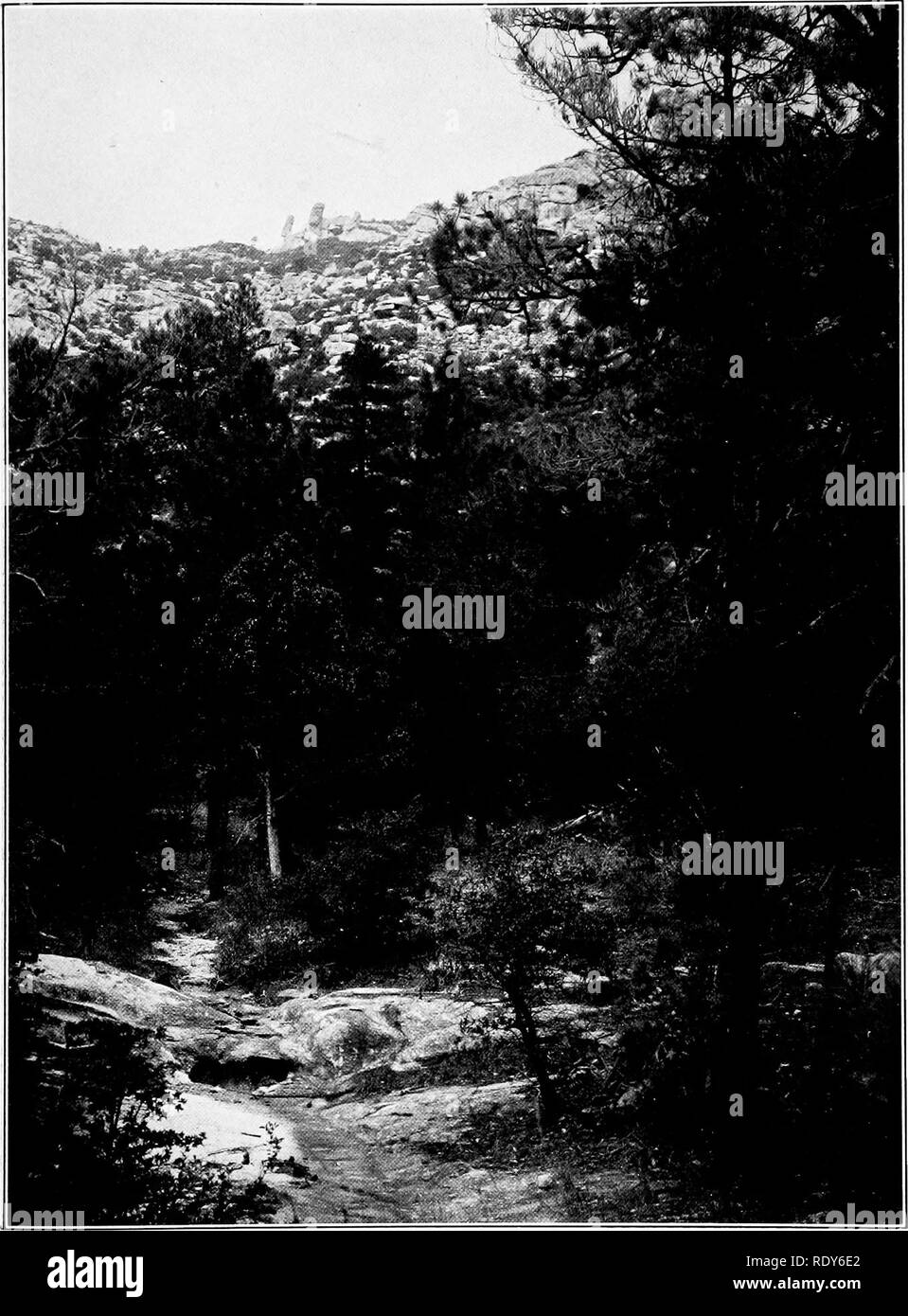 . The vegetation of a desert mountain range as conditioned by climatic factors. Desert plants. SHREVE Plate 21. Open stand of Pi; â â arizonica, Finns chihuahuana, and Juniperus â pachyphlcea near floor of Bear Canon at 6,100 feet. In background are rocky slopes of north wall of Bear Canon.. Please note that these images are extracted from scanned page images that may have been digitally enhanced for readability - coloration and appearance of these illustrations may not perfectly resemble the original work.. Shreve, Forrest, 1878-1950. Washington, D. C. , Carnegie Institution of Washington Stock Photo