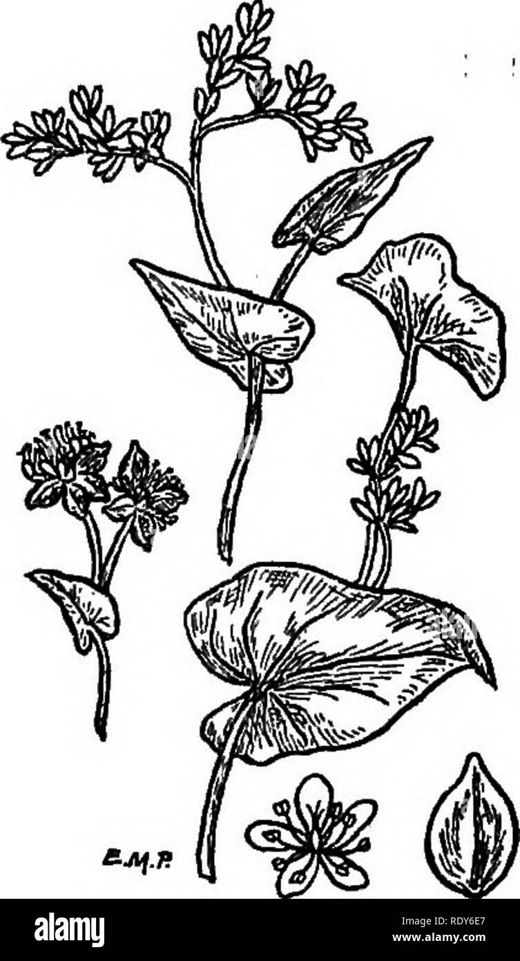 . The families of flowering plants. Plants; Phanerogams. 94 FAMILIES OF FLOWEEING PLANTS. Fig. 76. Flowering brauch of buckwheat {^Fagopyriim Fagopy- rum), with enlarged flower and fruit. Original. sons, is the product of Fagopyrum Fagopyrum, a member of this family, illustrated in Fig. 76. The plant, originally a native of Asia, is grown extensively in some parts of the United States and on the continent of Europe, whence it has escaped frequently and become estal^- lished in a half-wild state. Buckwheat flour, although less nutritious than wheat, is greatly superior in this respect to rice.  Stock Photo