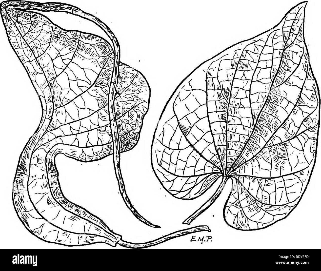 Usually unisexual flowers Black and White Stock Photos & Images Alamy