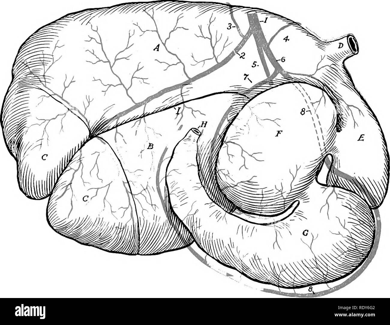 The anatomy of the domestic animals . Veterinary anatomy. 714 THE  BLOOD-VASCULAR SYSTEM OF THE OX. Fig. 597.—Gastric Arteries of Ox; Right  View (Partly Schematic). 1, Cceliac; 2, right ruminal; S,