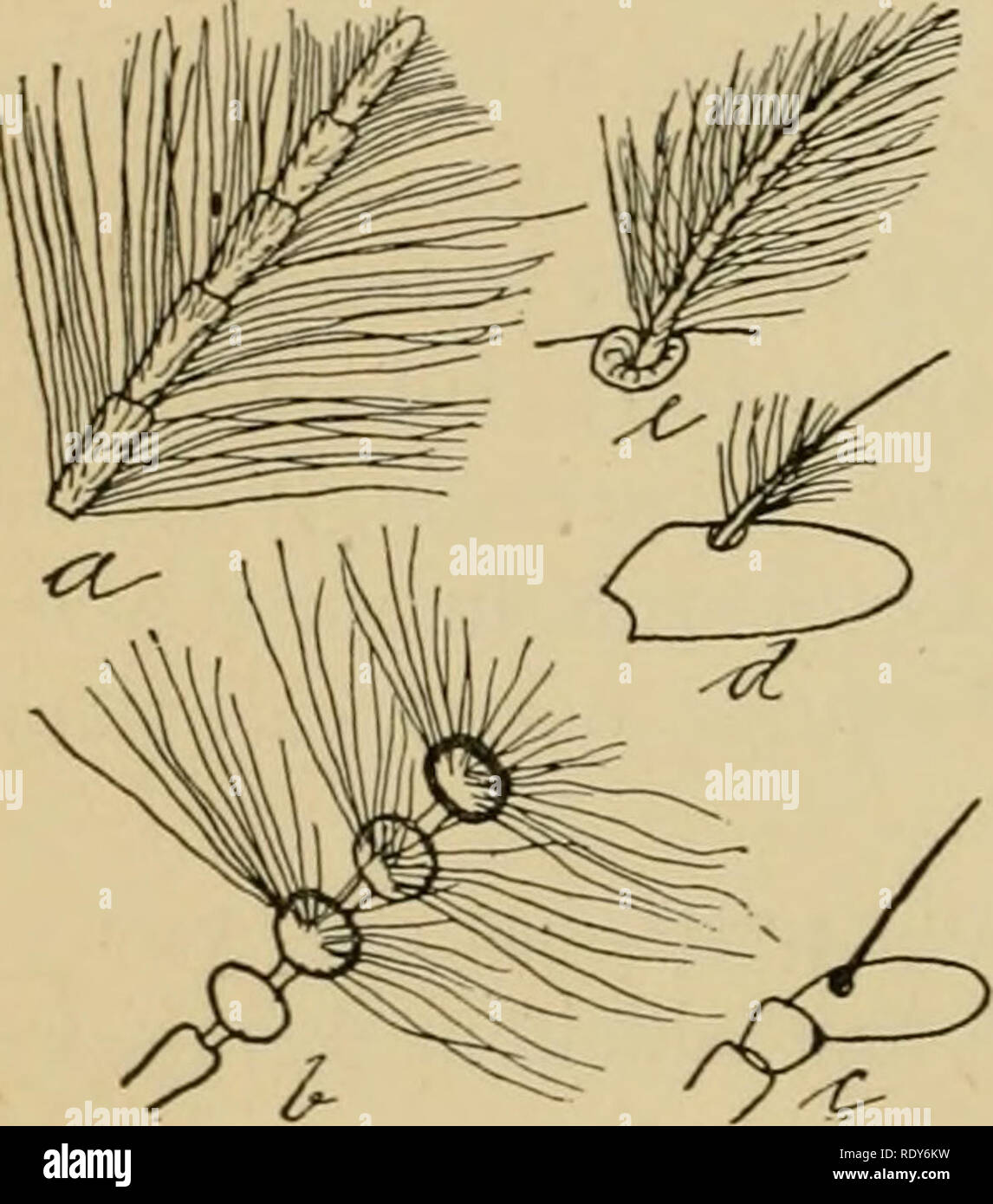 Splices Insects . Economic entomology for the farmer and the fruit grower, and for use ...