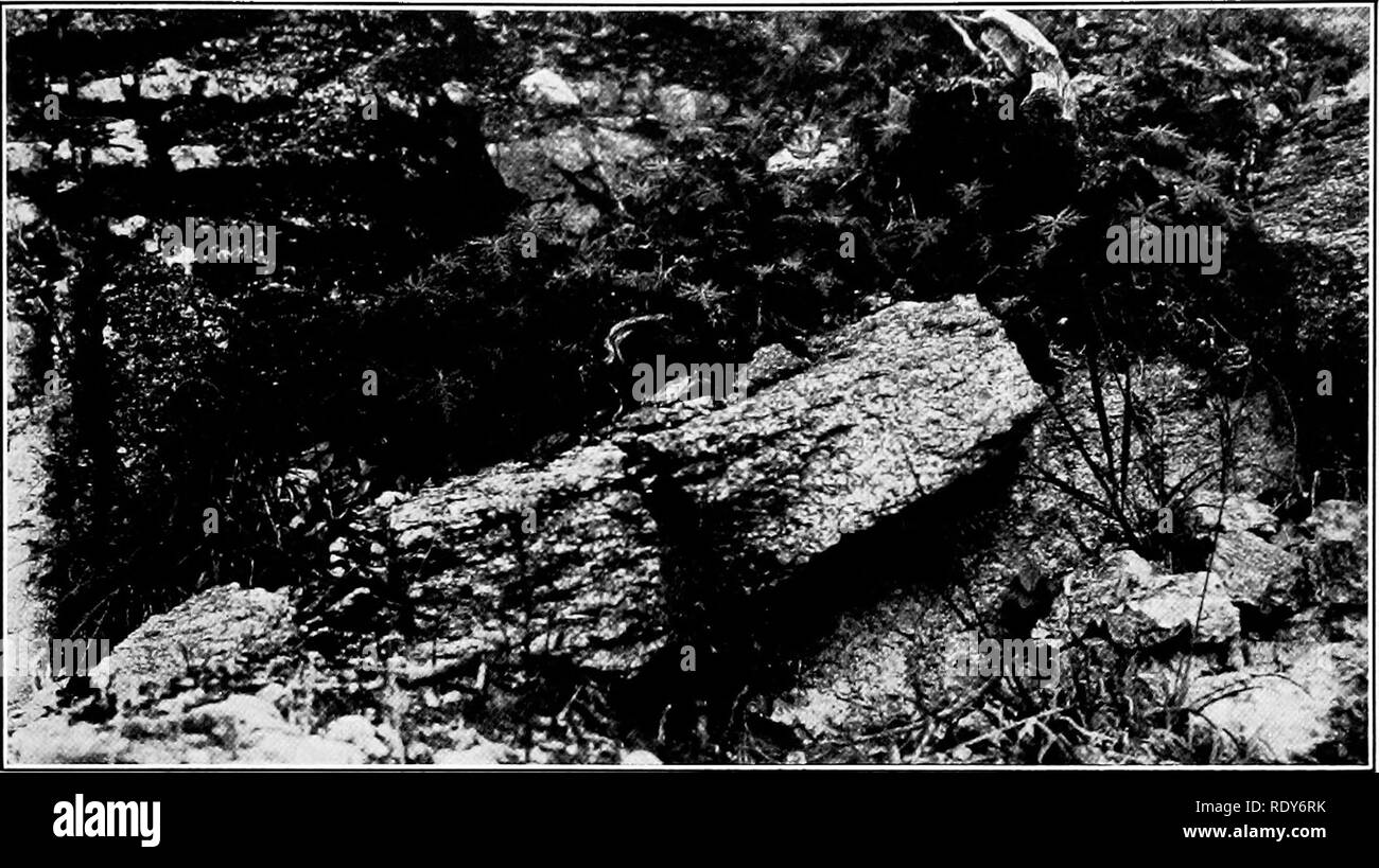 . The vegetation of a desert mountain range as conditioned by climatic factors. Desert plants. SHREVE Plate 14. A. Gymnopteris hispida occupying a ledge of rock in the Lower Encinal at 5,200 feet.. Please note that these images are extracted from scanned page images that may have been digitally enhanced for readability - coloration and appearance of these illustrations may not perfectly resemble the original work.. Shreve, Forrest, 1878-1950. Washington, D. C. , Carnegie Institution of Washington Stock Photo