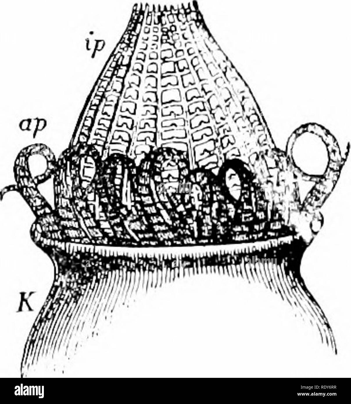 Patens L High Resolution Stock Photography And Images Alamy