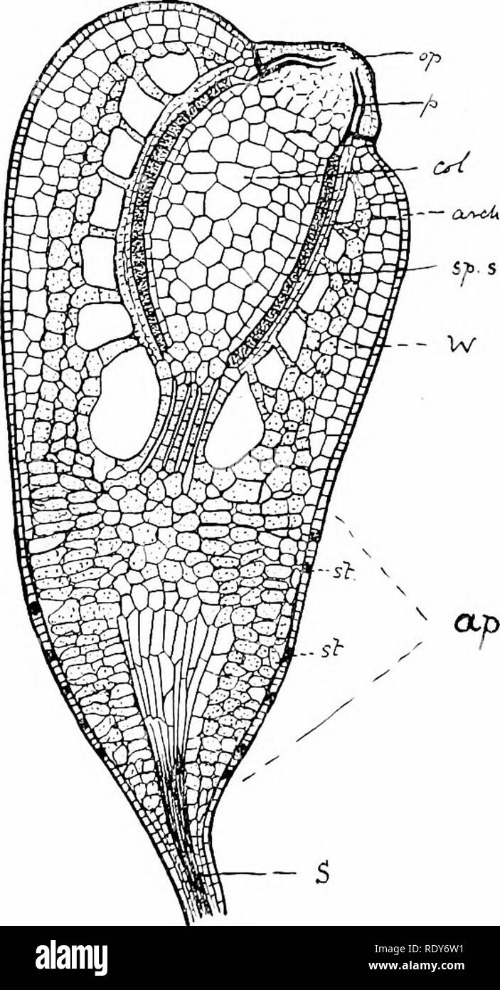 . Botany of the living plant. Botany. 302 BOTANY UK THE LIVING PLANT encloses a central series, consisting of canal cells (cc.) which may some- times be very numerous, a ventral-canal-cell {v.c.c.),and the ovum iov.). At maturity the end of the neck opens in presence of water, owing to pressure of mucilaginous swelling within ; a funnel-like channel then leads down to the ovum (Fig. 304). Spermatozoids, motile in the water, may be seen to enter it, and there is reason to believe that their move- ments are directed by diffusion from it of some soluble sub- stance, such as cane sugar. In essenti Stock Photo