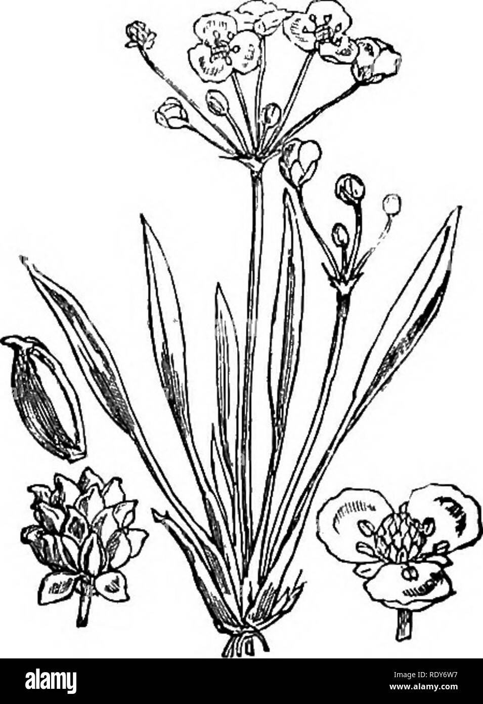 . Illustrations of the British flora: a series of wood engravings, with dissections, of British plants. Botany; Botany. 965. Sagittaria sagittifolia. 967. Alisma ranunculoides.. Please note that these images are extracted from scanned page images that may have been digitally enhanced for readability - coloration and appearance of these illustrations may not perfectly resemble the original work.. Fitch, W. H. (Walter Hood), 1817-1892; Smith, Worthington George, 1835-1917; Bentham, George, 1800-1884. Handbook of the British flora. London, L. Reeve &amp; Co. Stock Photo
