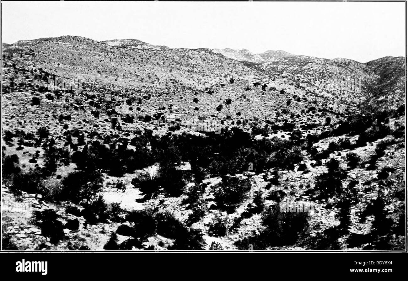 . The vegetation of a desert mountain range as conditioned by climatic factors. Desert plants. A. Flood-plain of Soldier Canon at 4,200 feet. The predominant plant is Baccharis sarothroides.. B. Lower Slopes and Flood-plain of Soldier Canon at 4,900 feet. The predominant trees are Quercus emoryi and Juniperus pachyphlaea, the shrubs Arctostaphylos pungens and Garrya wrightii.. Please note that these images are extracted from scanned page images that may have been digitally enhanced for readability - coloration and appearance of these illustrations may not perfectly resemble the original work.. Stock Photo
