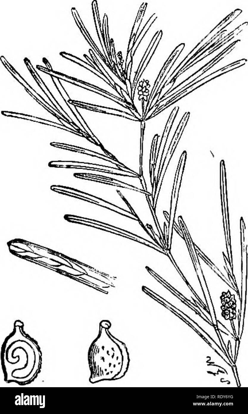 . Illustrations of the British flora: a series of wood engravings, with dissections, of British plants. Botany; Botany. 234. 960. Potamogeton obtusifolius.. Please note that these images are extracted from scanned page images that may have been digitally enhanced for readability - coloration and appearance of these illustrations may not perfectly resemble the original work.. Fitch, W. H. (Walter Hood), 1817-1892; Smith, Worthington George, 1835-1917; Bentham, George, 1800-1884. Handbook of the British flora. London, L. Reeve &amp; Co. Stock Photo